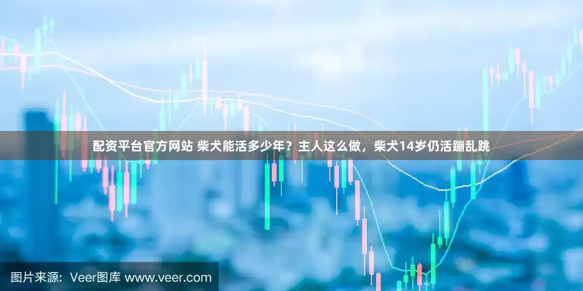 配资平台官方网站 柴犬能活多少年？主人这么做，柴犬14岁仍活蹦乱跳