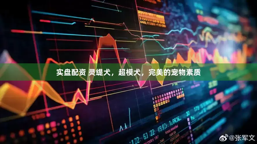 实盘配资 灵缇犬，超模犬，完美的宠物素质
